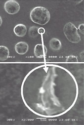 reference image